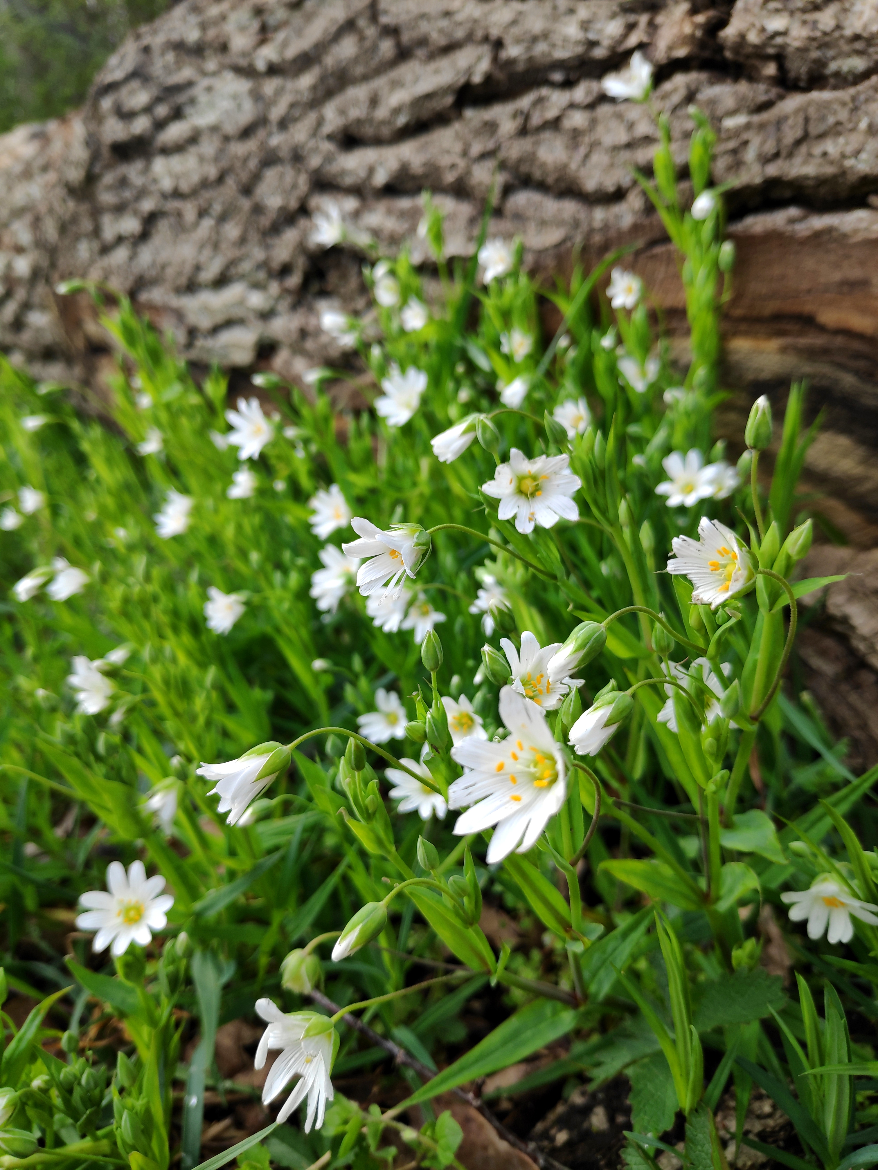 Waldlichtung im Morgenlicht