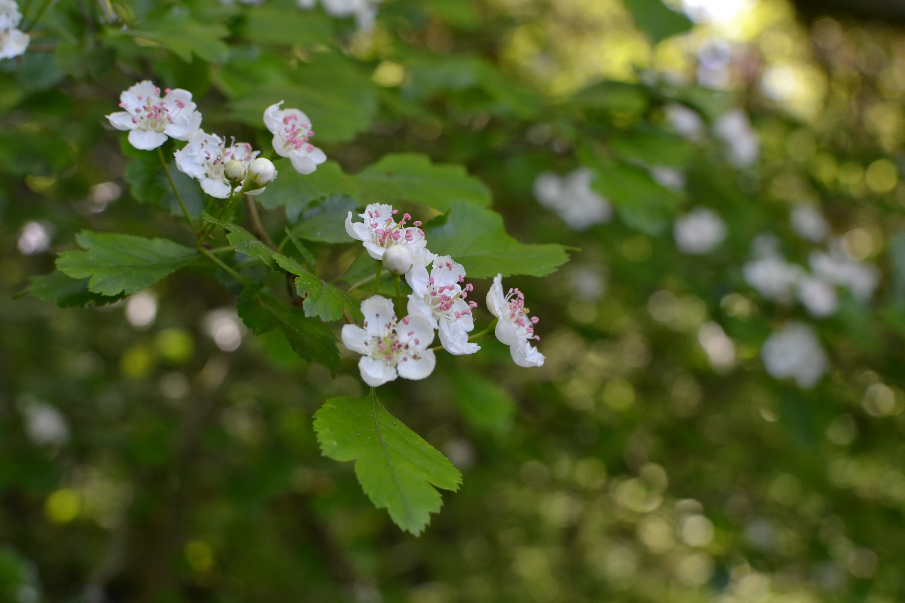Waldweg mit Sonnenlicht