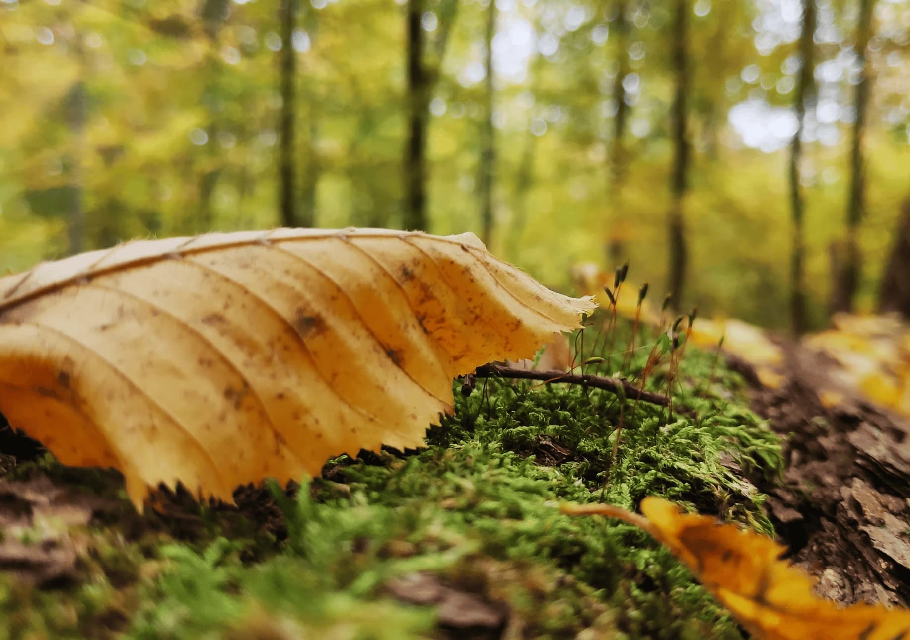 Waldweg mit Sonnenlicht
