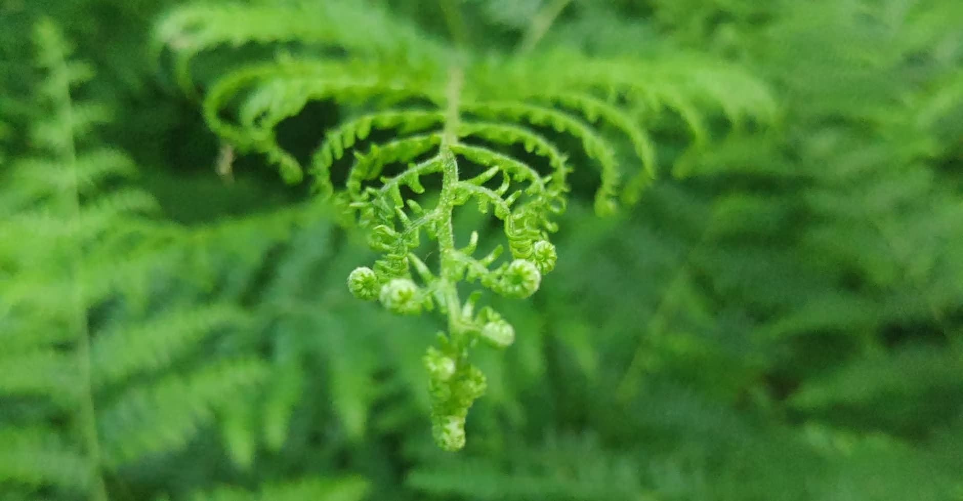 Waldblick mit Farnen